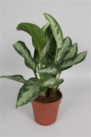 Aglaonema Jubilee Compacta – Pflegeleichte Eleganz Ø12cm