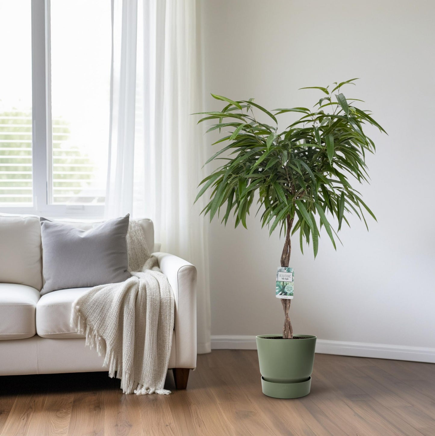 Ficus Mahori – Pflegeleichte Zimmerpflanze Ø27cm, 120cm hoch