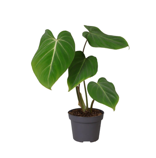 Philodendron Glorisoum – Pflegeleichte Zimmerpflanze Ø12cm