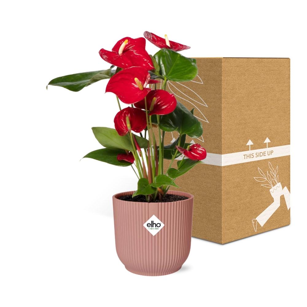 Anthurium Red 12cm im ELHO Vibes Fold 14cm Topf roze