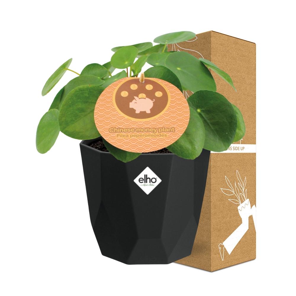 Aluminiumanlage (Pilea cadierei) 14cm Topf schwarz