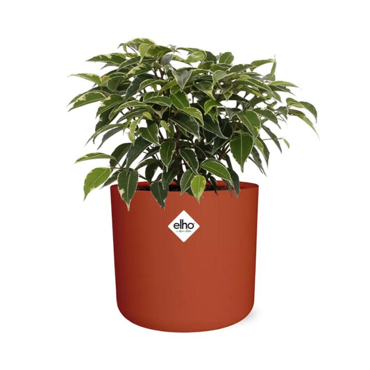 Ficus Benjamina Kinky im ELHO b.for soft rond 14cm Topf brique