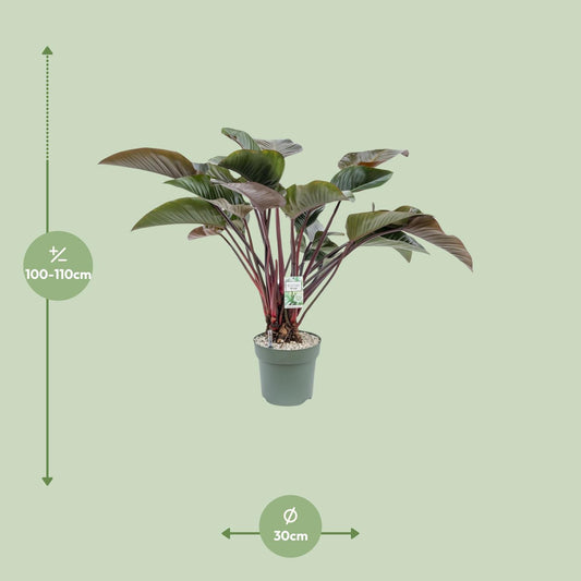 Philodendron Red Beauty – Pflegeleichte XXL Zimmerpflanze Ø30cm