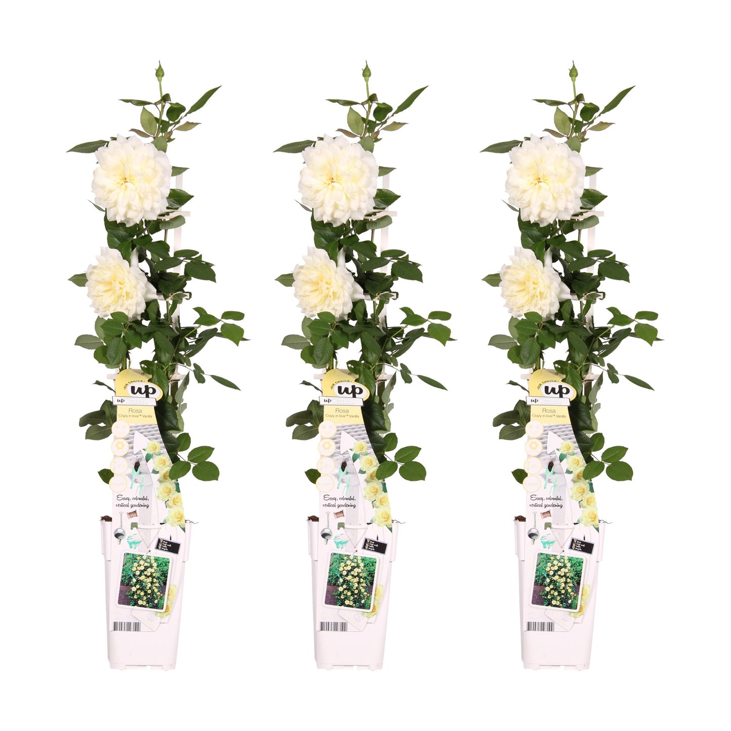 3x Kletterrose ‚Crazy in Love Vanilla‘ Ø15cm, 65cm hoch