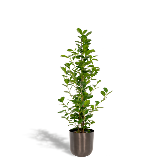 Ficus microcarpa Moclame Ø21cm – Stilvolle XXL-Zimmerpflanze