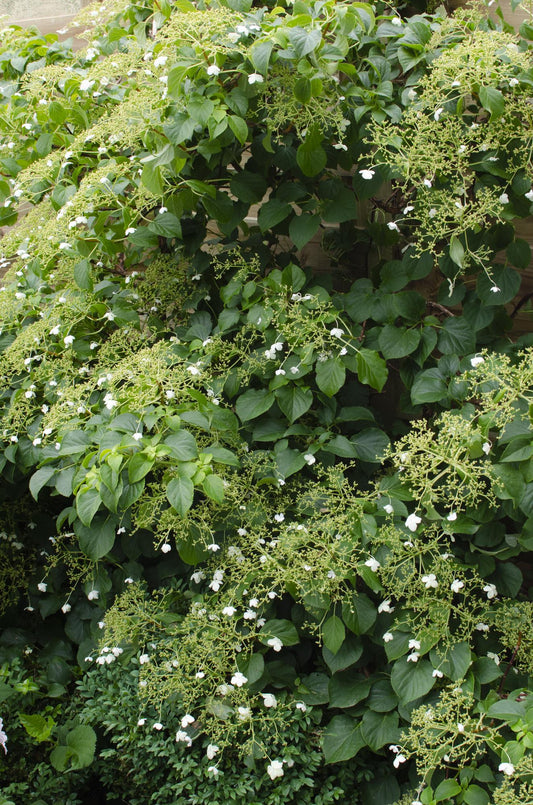 3x Hydrangea petiolaris – Klimhortensie Ø15cm, 65cm hoch