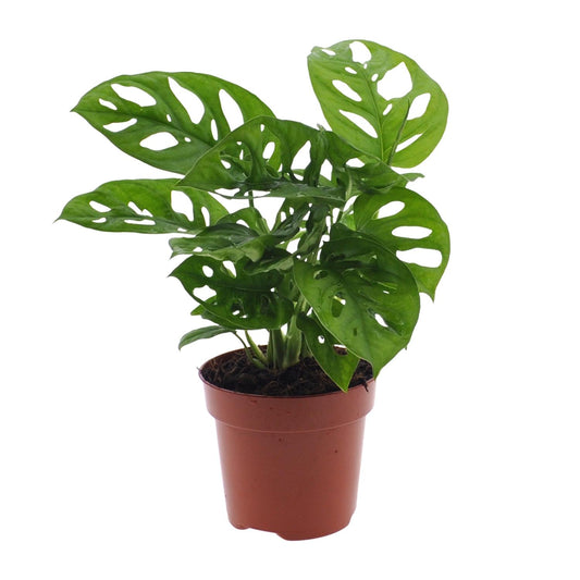 Monstera Monkey Leaf (Lochpflanze) Ø12cm – Pflegeleicht & Tropisch
