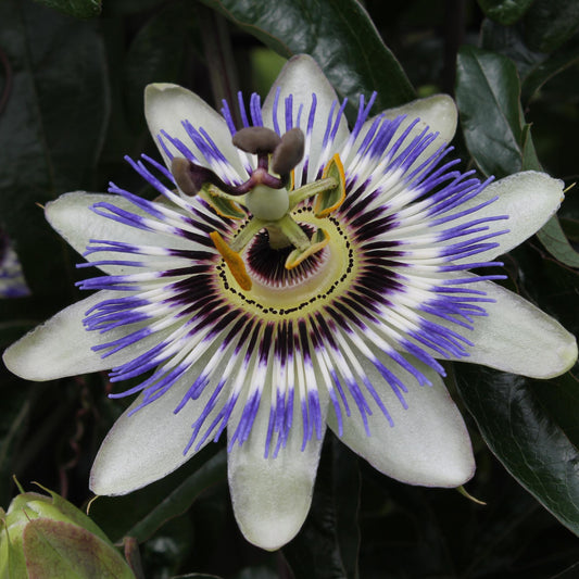 Passiflora Blau caerulea – Kletterpflanze Ø15cm, 65cm Höhe