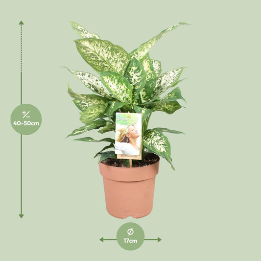Dieffenbachia Compacta – Pflegeleichte Zimmerpflanze Ø17cm
