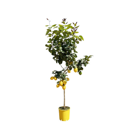 Zitronenbaum - 150 cm - pflegeleicht & dekorativ
