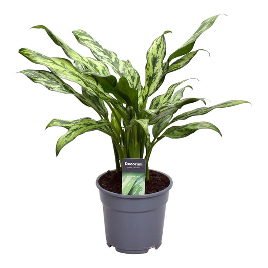 Aglaonema Juliette – Elegante, pflegeleichte Zimmerpflanze 40 cm