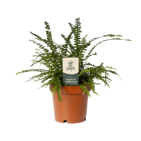 Nephrolepis Duffii Boston-Farn Ø12cm – Pflegeleicht & Luftreinigend