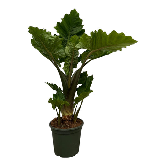 Alocasia Low Raider – Tropische XXL-Pflanze 75 cm