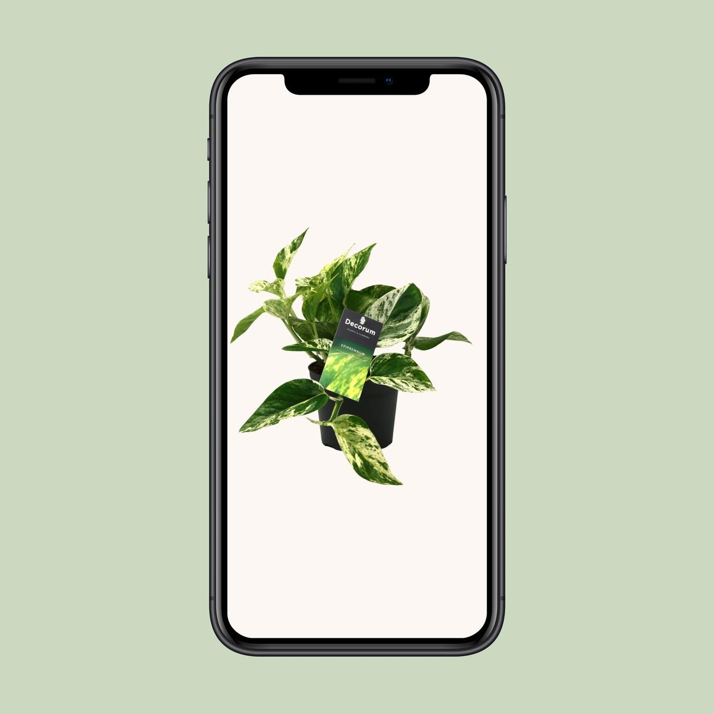 Scindapsus Marble Queen – pflegeleichte Zimmerpflanze Ø12cm