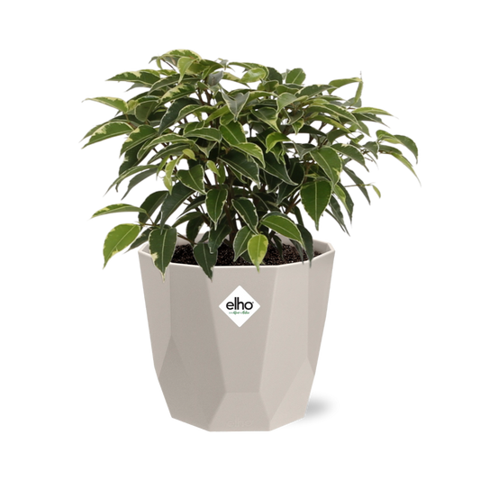 Ficus Benjamina Kinky im ELHO b.for rock Topf 14 cm warm grey
