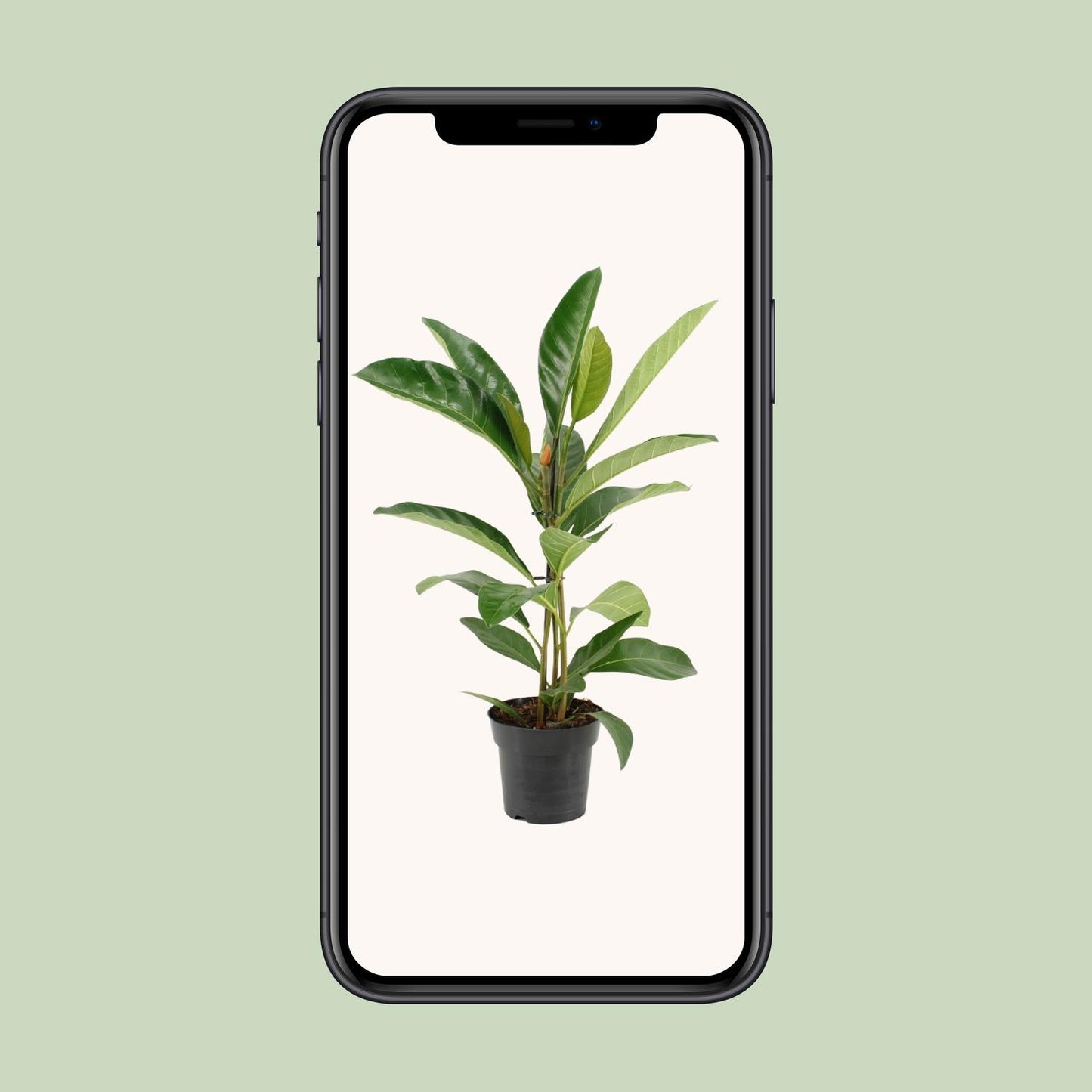 Ficus Benghalensis Roy – Pflegeleichte Zimmerpflanze Ø17cm, 70cm hoch