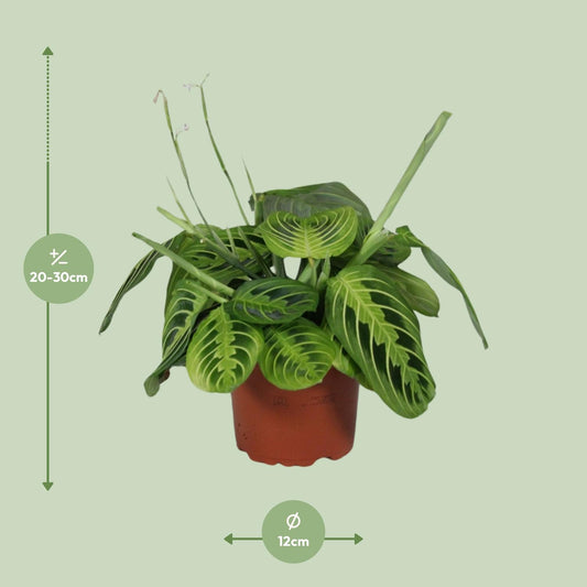 Maranta Leuconeura Fascinator Lemon Lime – Pflegeleichte Prayer-Pflanze Ø12cm