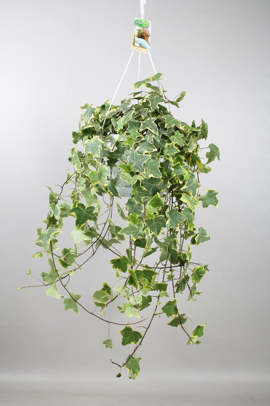 Hedera Helix Gold Child – XXL Hängepflanze Ø24cm