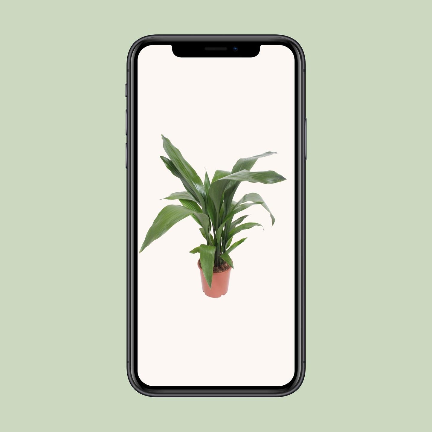 Aspidistra Elatior – Pflegeleichte Schusterpalme Ø19cm, 80cm