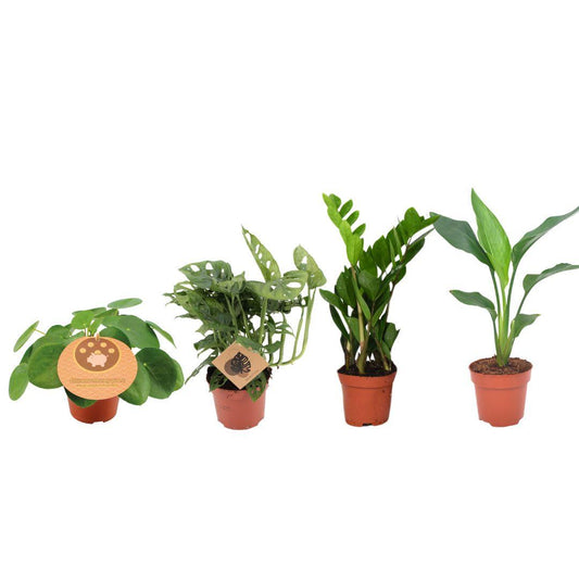 Must-have Pflanzenbox – 4 stilvolle Zimmerpflanzen Ø12cm