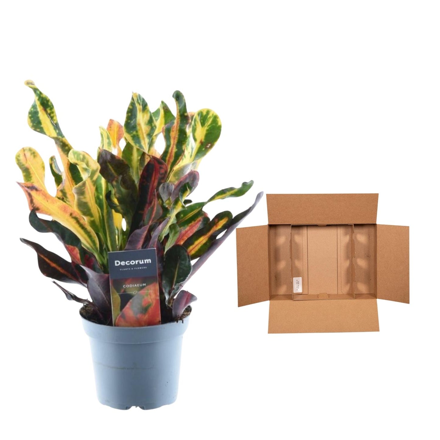 Codiaeum variegatum 'Mammi' – farbenfrohe Zimmerpflanze 30 cm