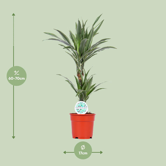 Dracaena Warneckei – pflegeleichter Drachenbaum Ø17cm, 65cm hoch