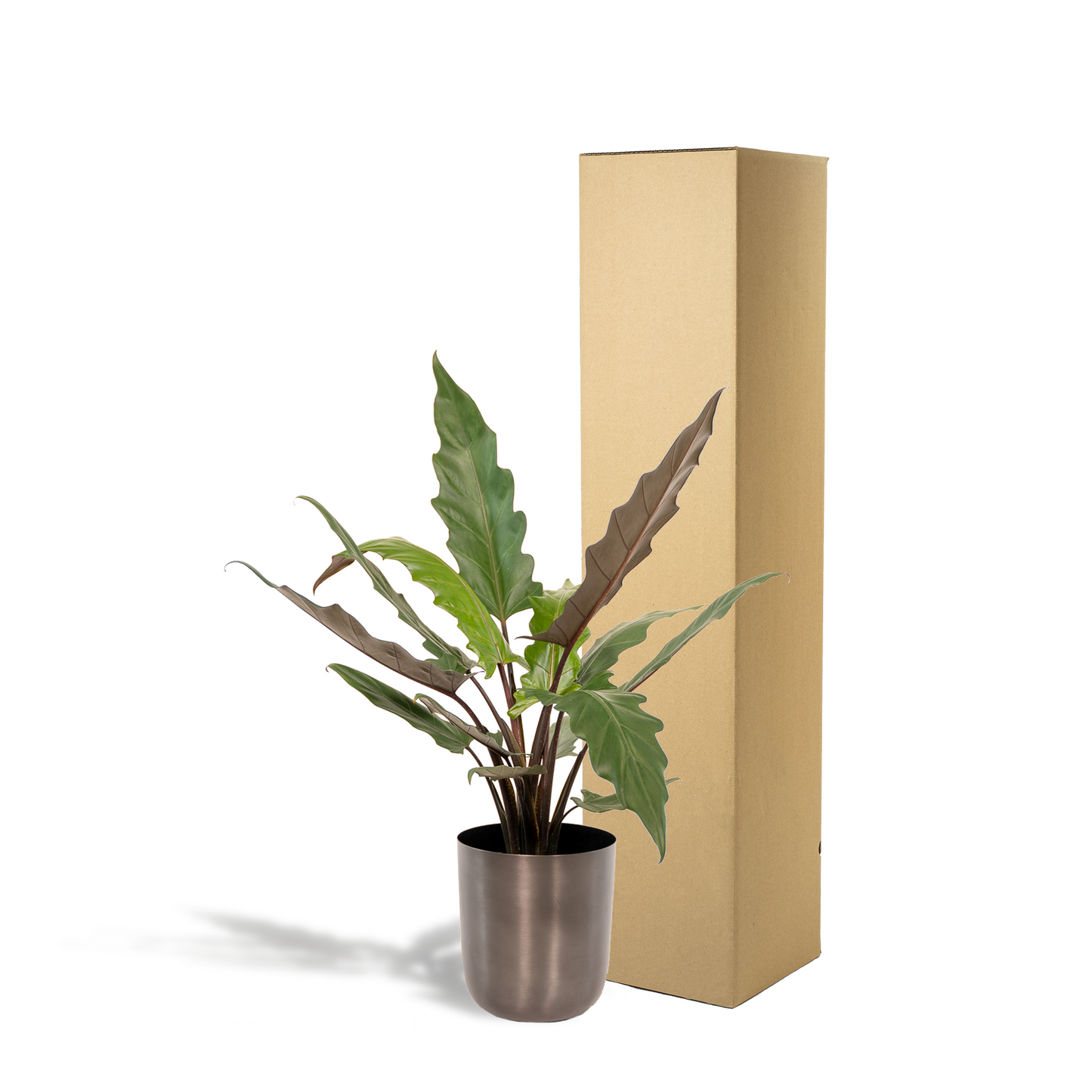 Alocasia Lauterbachiana – Elegantes Elefantenohr Ø19 cm