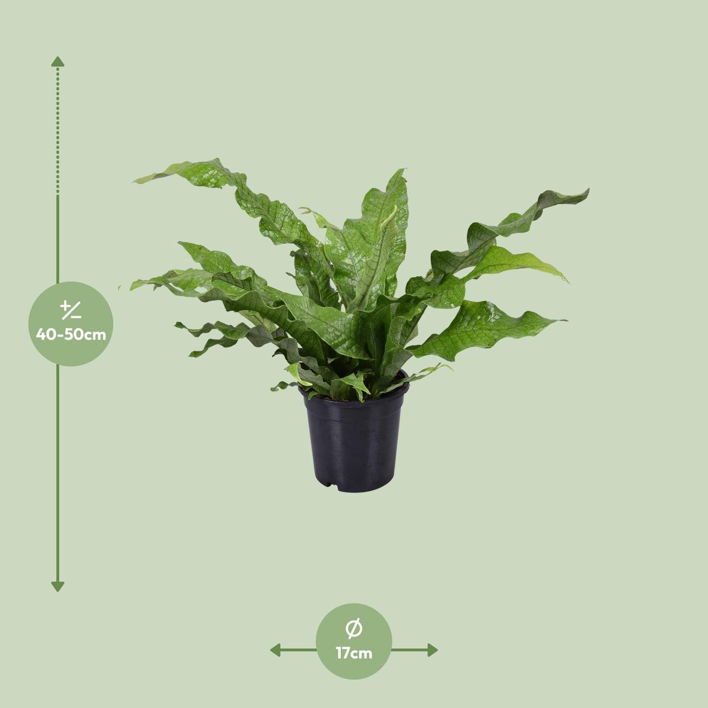 Microsorum Diversifolium – Pflegeleichter Kängurufarn Ø17cm