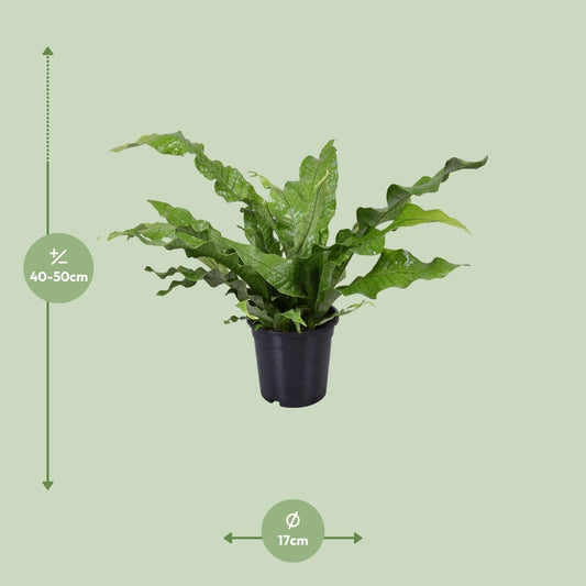 Microsorum Diversifolium – Pflegeleichter Kängurufarn Ø17cm