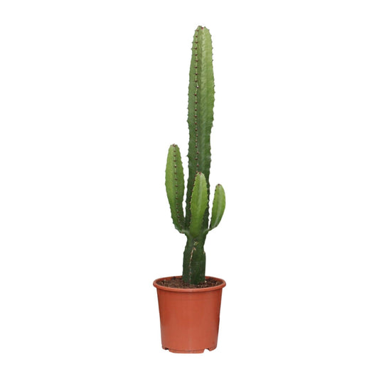Euphorbia Acrurensis – Pflegeleichte Sukkulente Ø17cm