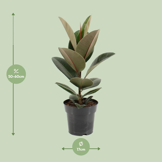 Ficus Elastica Robusta – Pflegeleichter Gummibaum Ø17cm