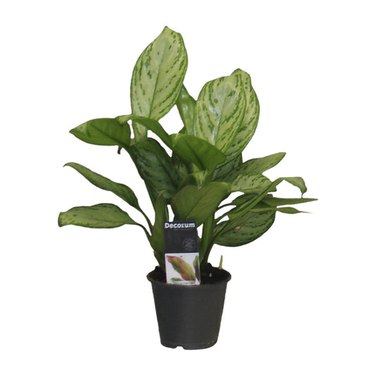 Aglaonema Christina – Pflegeleichte Zimmerpflanze Ø12cm