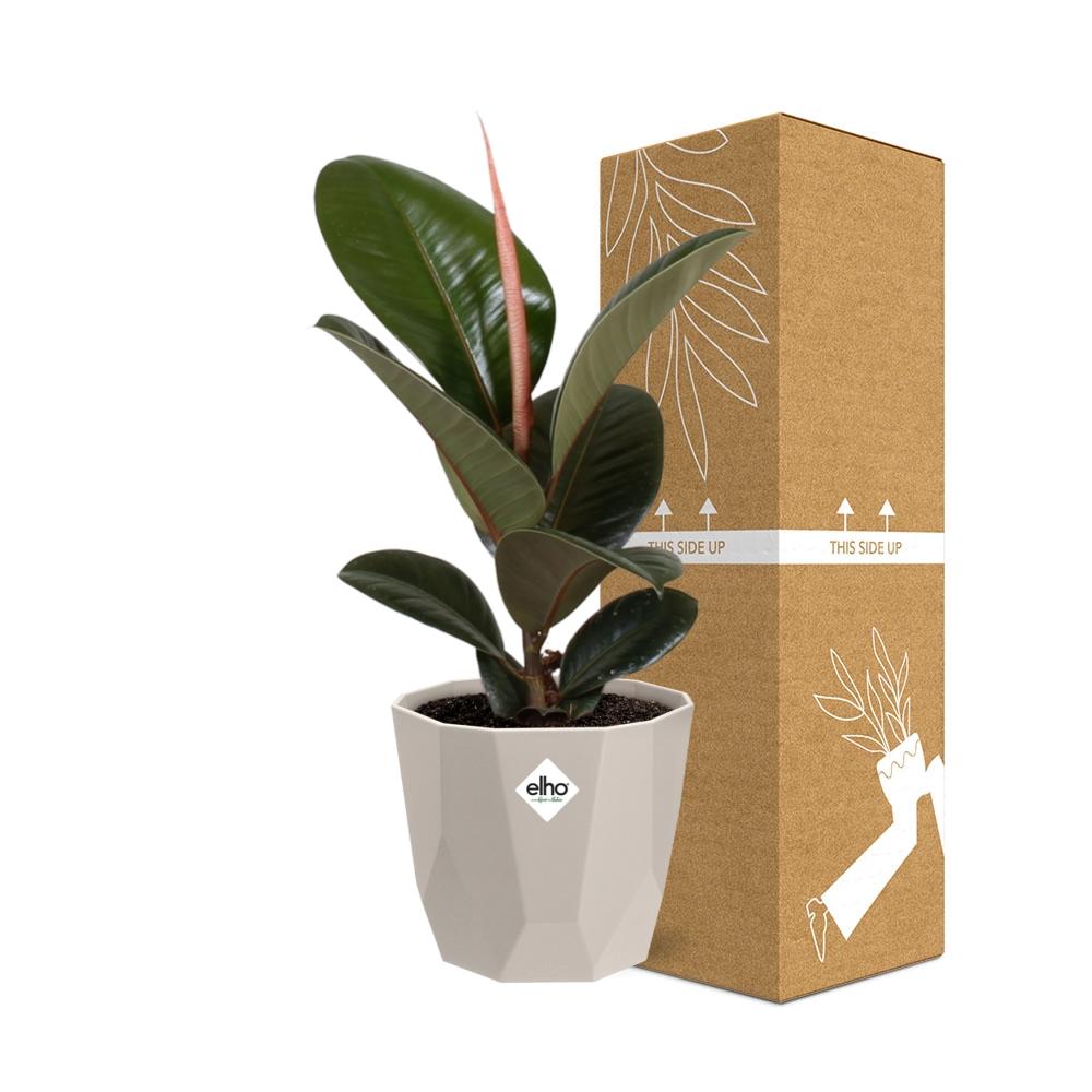 Ficus Elastica ‘Robusta’ in ELHO b.for rock 14 cm warm grey