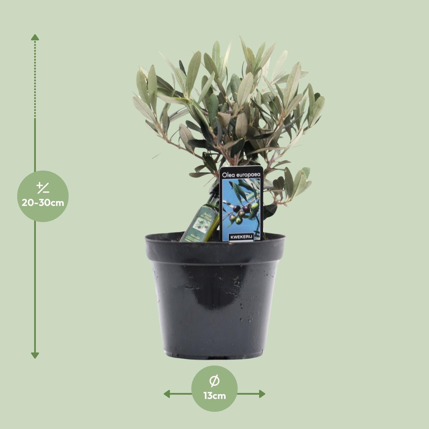 Olea Olive – Mediterraner Charme Ø13cm, 25cm hoch