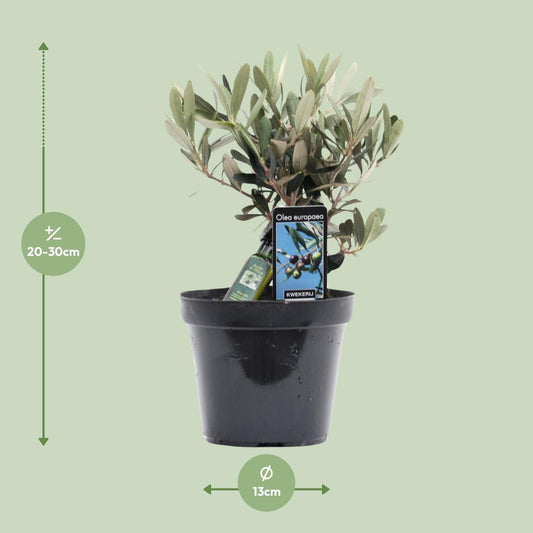 Olea Olive – Mediterraner Charme Ø13cm, 25cm hoch
