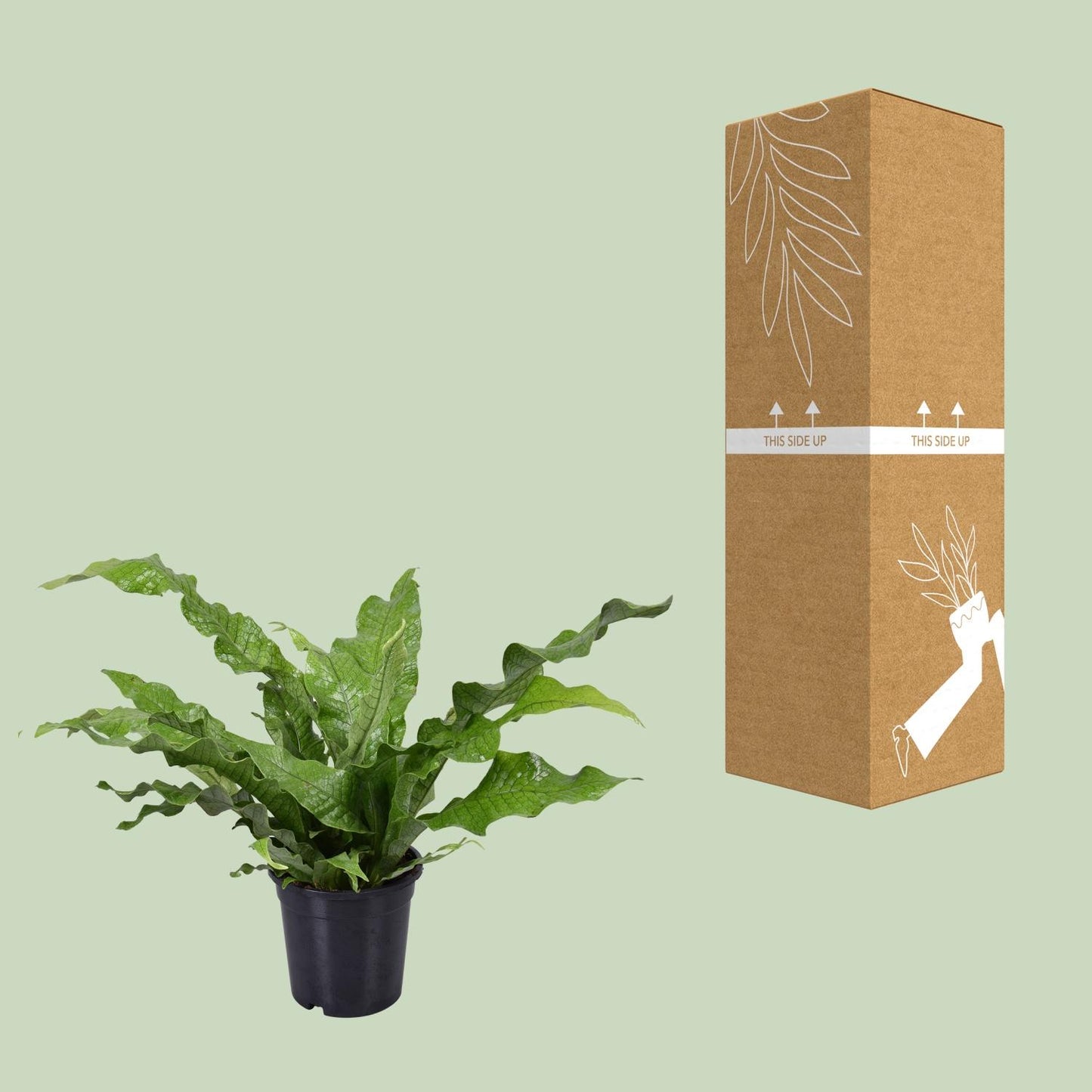 Microsorum Diversifolium – Pflegeleichter Kängurufarn Ø17cm
