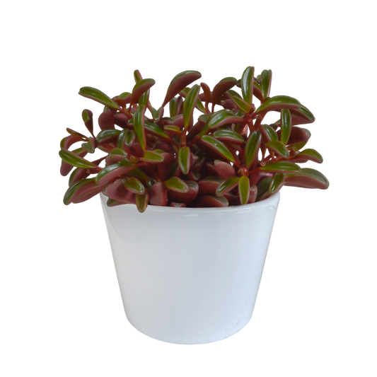 Peperomia graveolens – pflegeleichte Designerpflanze im weißen Topf