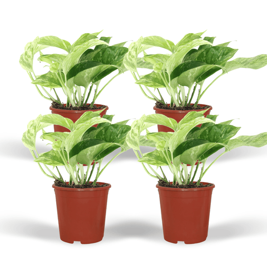 Epipremnum Marble Queen – 4er Set Ø12cm Topf
