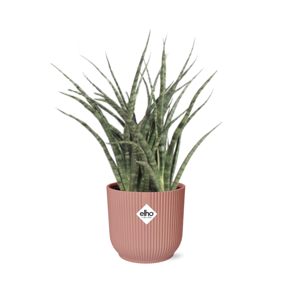 Sansevieria Fernwood Punk in ELHO Vibes Fold 14cm rosa – Pflegeleicht & Luftreinigend