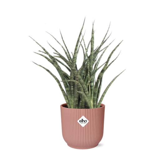 Sansevieria Fernwood Punk in ELHO Vibes Fold 14cm rosa – Pflegeleicht & Luftreinigend