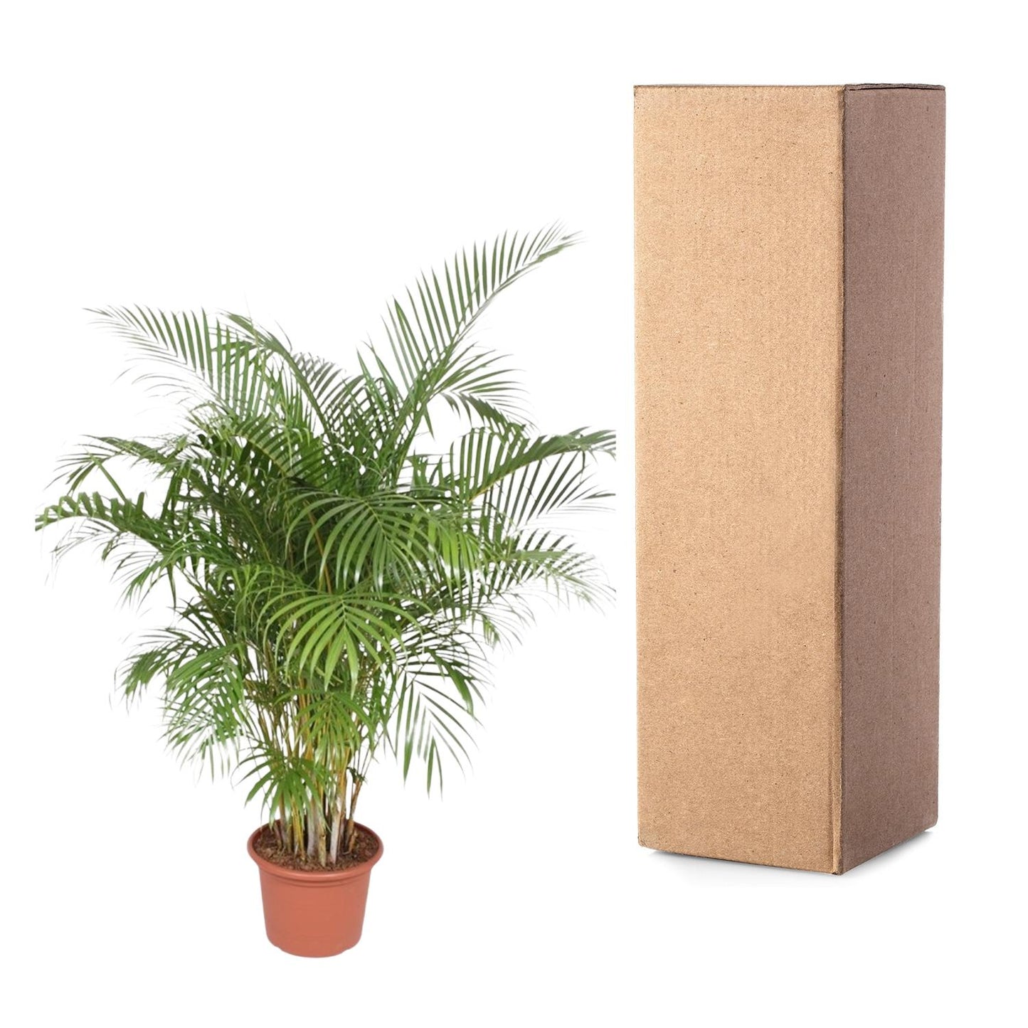 Dypsis Lutescens (Goldpalme) – 200 cm, ø40 cm