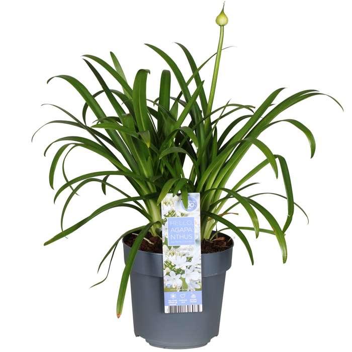 Agapanthus 'Ever White' – Pflegeleichte Blütenpracht Ø19cm