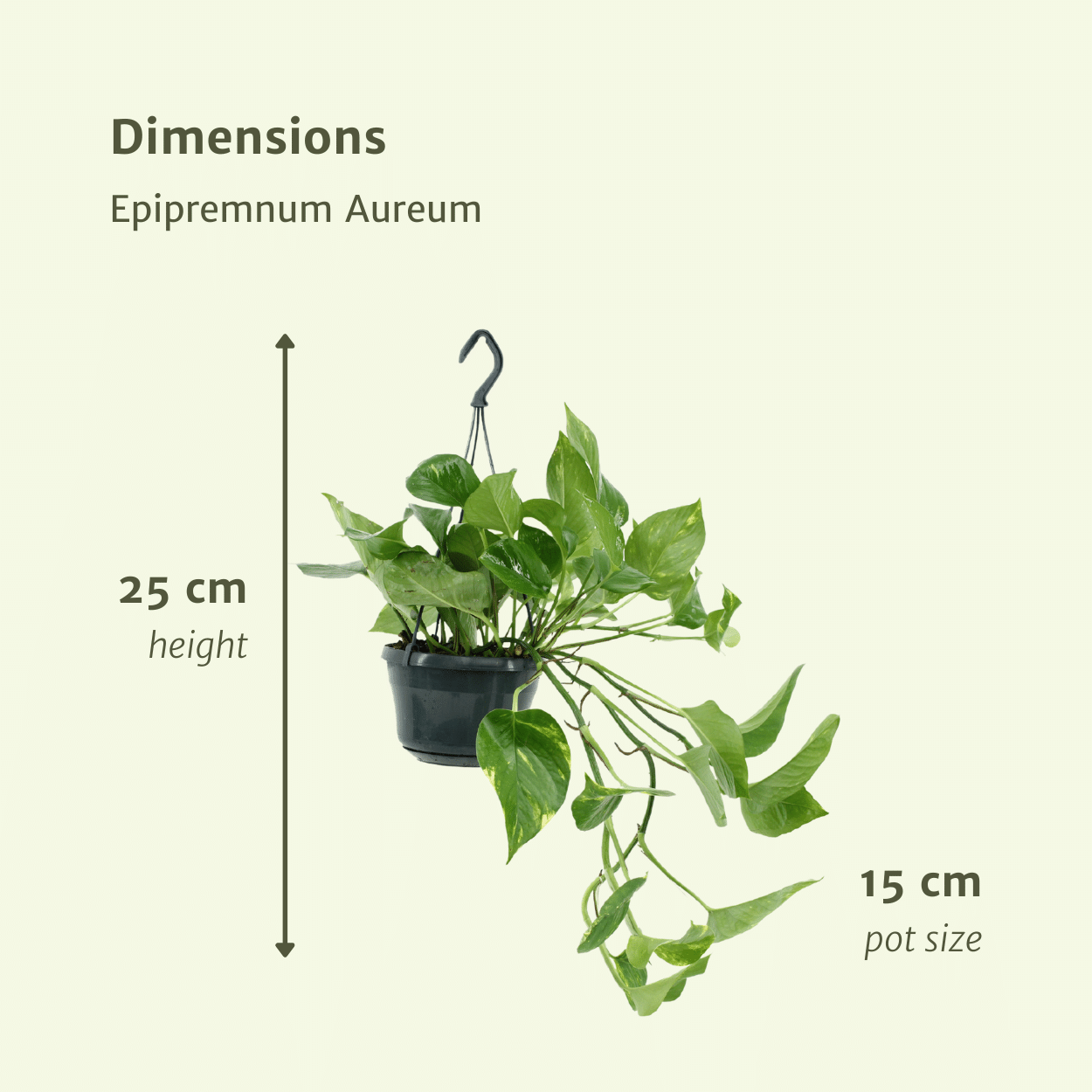 2x Epipremnum Aureum – pflegeleichter Scindapsus 25cm