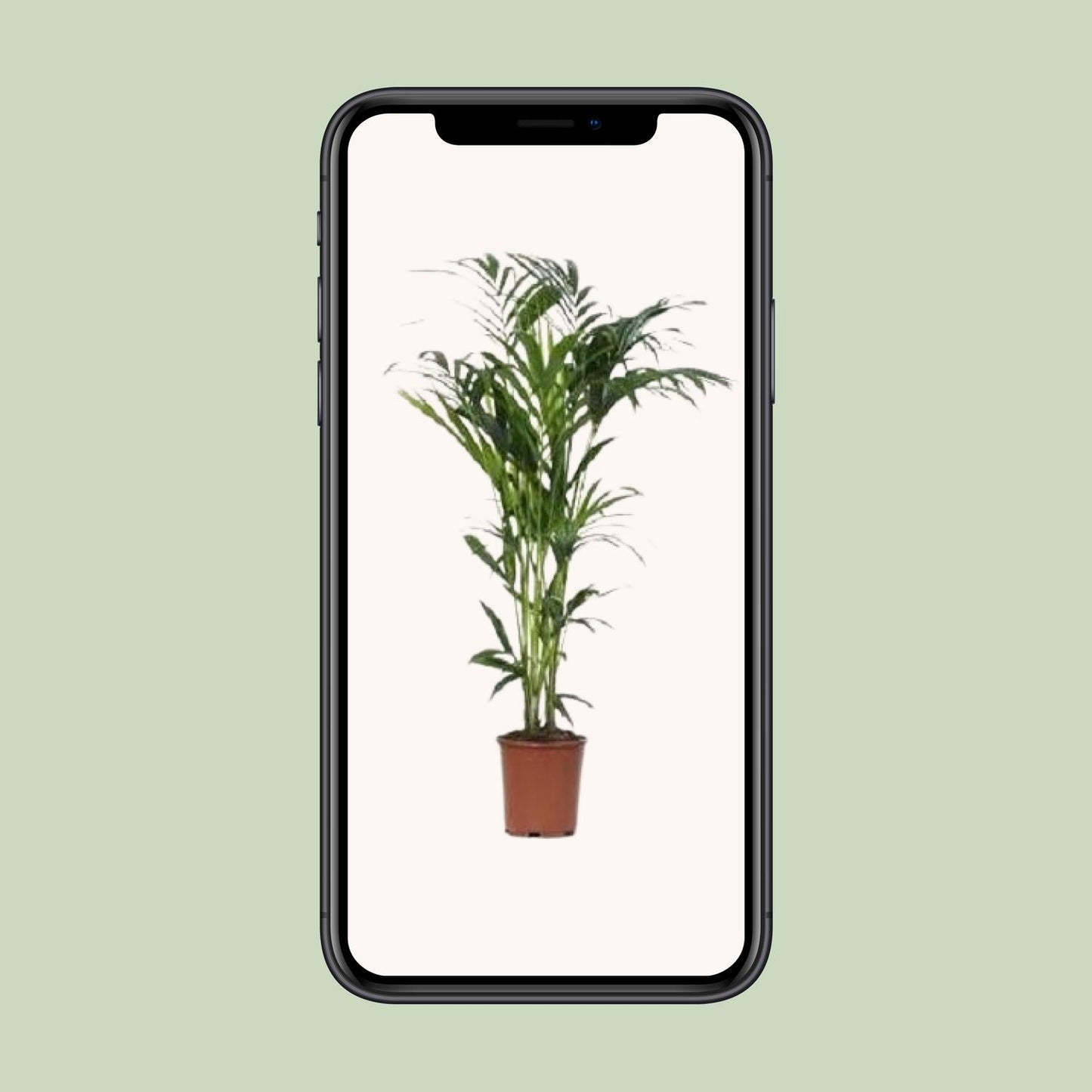 Howea Kentia-Palme Ø24cm – 140cm elegant & pflegeleicht