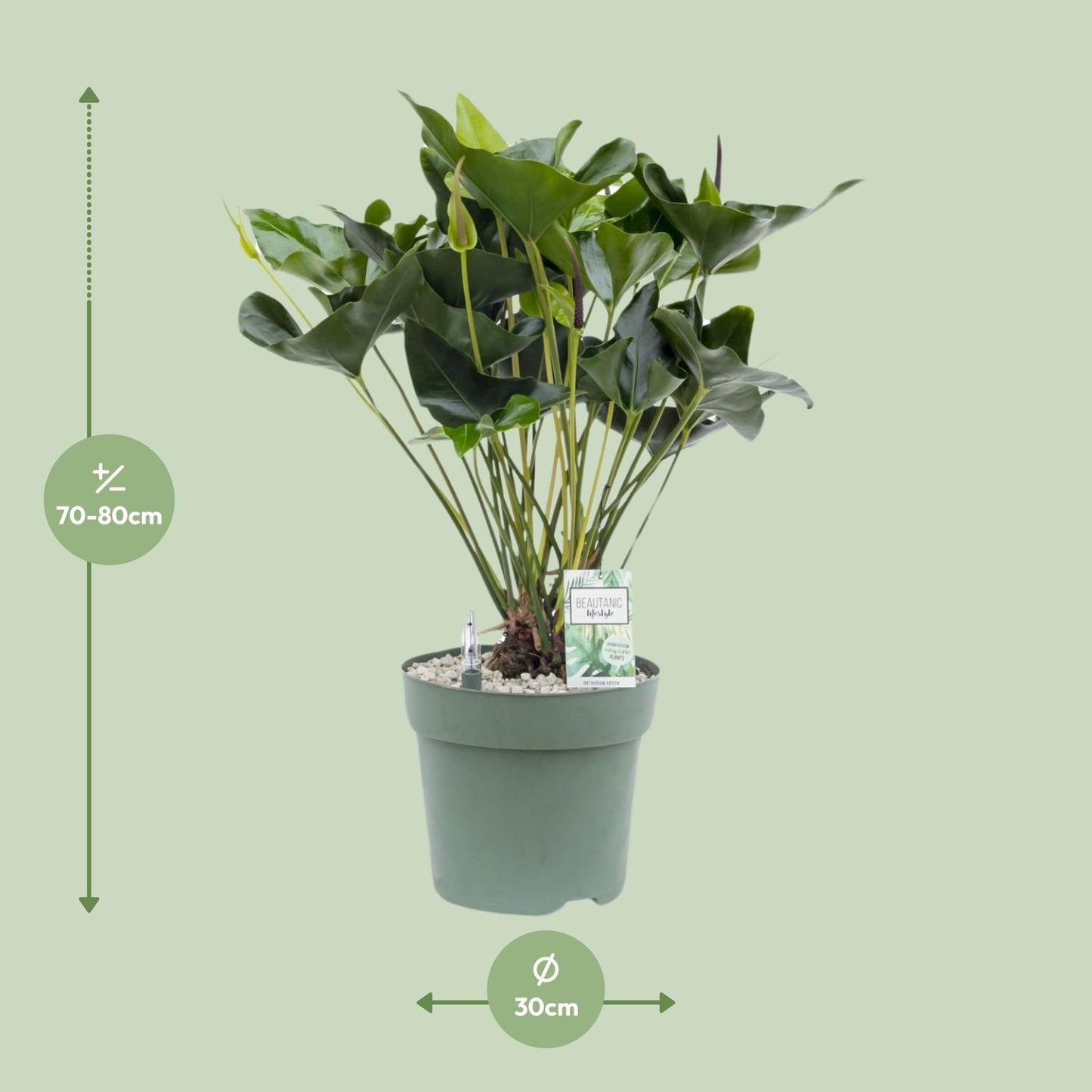 Anthurium Arrow – Pflegeleichte, elegante Zimmerpflanze Ø30cm