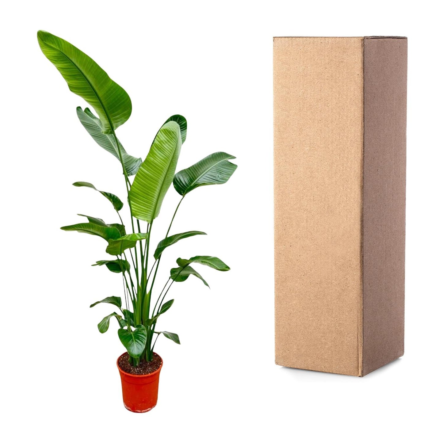 Strelitzia Nicolai – Weißer Paradiesvogel XXL-Pflanze