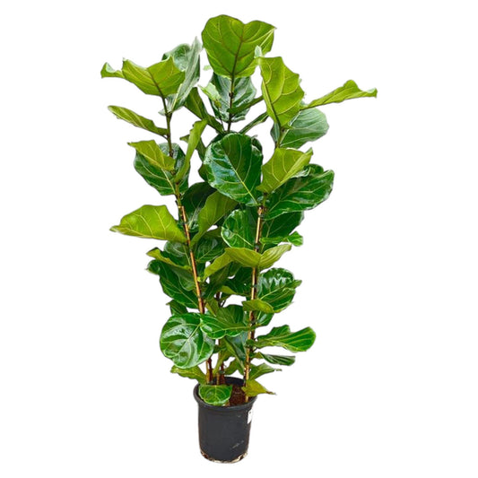 Ficus Lyrata Geigenfeige - 155 cm - Ø27 cm