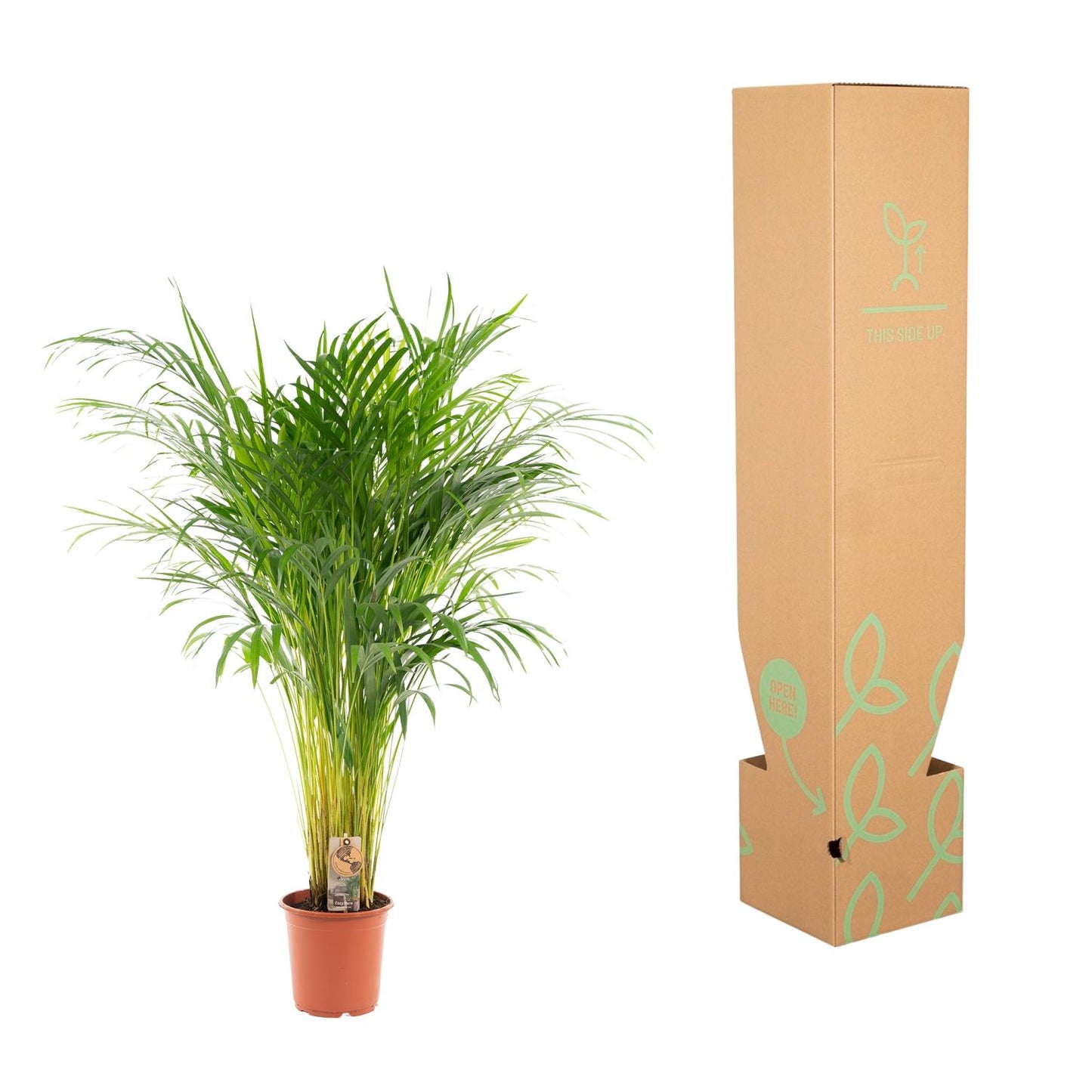 Areca-Palme Ø21cm – Luftreinigende Goldfruchtpalme