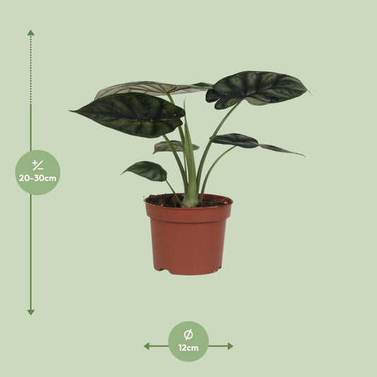 Alocasia Dragon Scale – Pflegleichte XXL-Blattpflanze Ø17cm