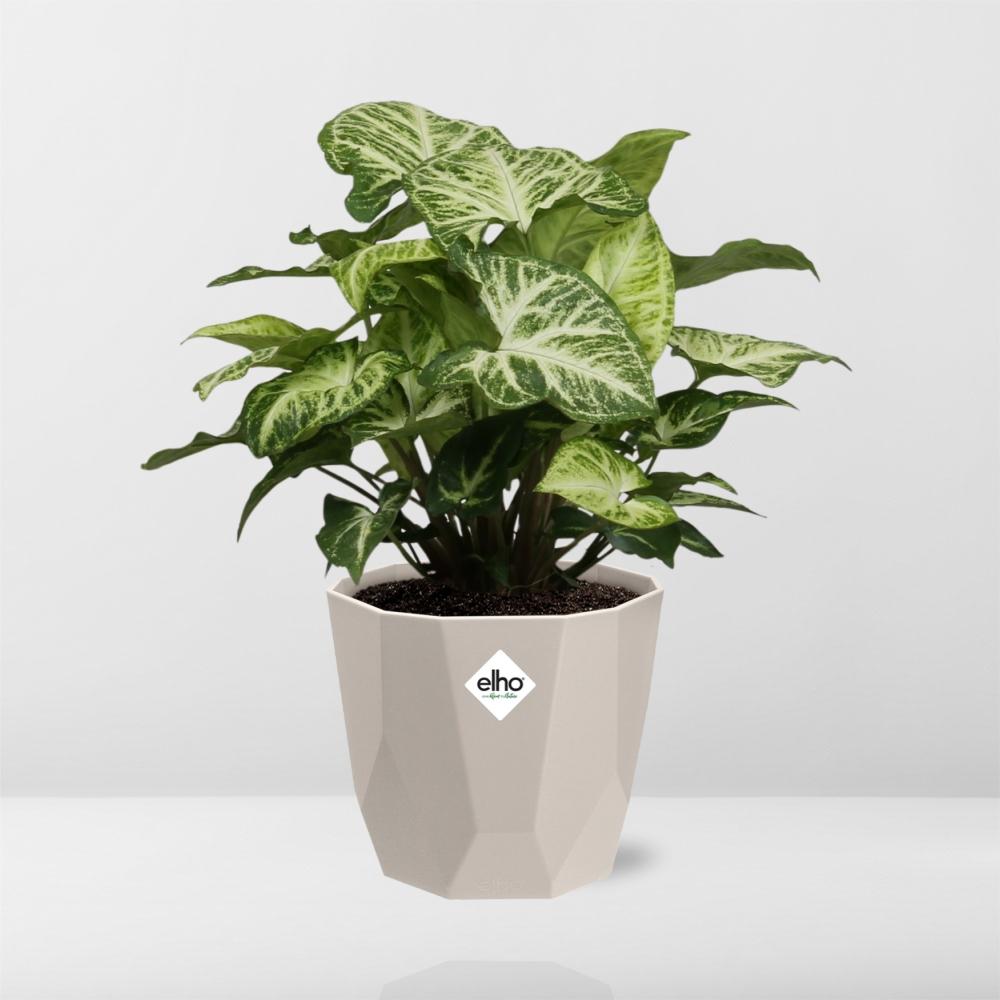 Syngonium Arrow – Pflegeleichte Pfeilblattpflanze im ELHO b.for rock 14 cm Topf
